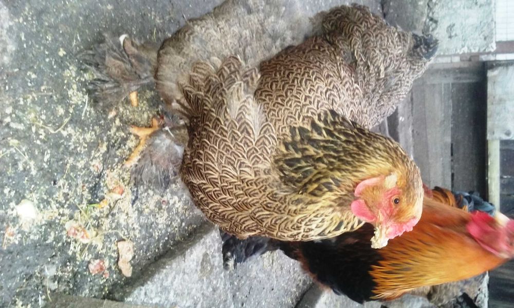 vand  gaini Brahma potarnichiu,  Herminat deschis