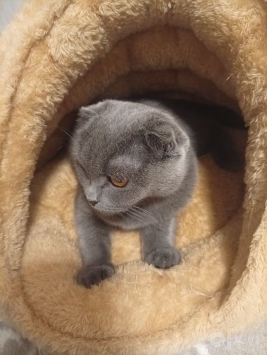 Продаётся кошечка Шотландская вислоухая скотиш фолд 10 месяц девочка