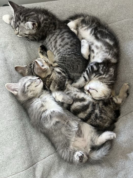 котята скоттиш страйт