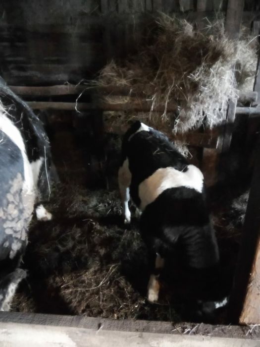 Продам двух коров с телятами.