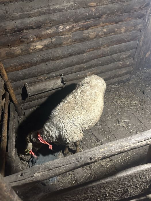 Продам барана можно на мяса