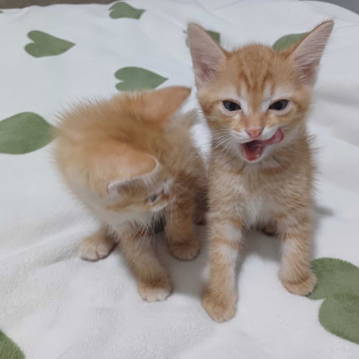 Отдам даром-котят!