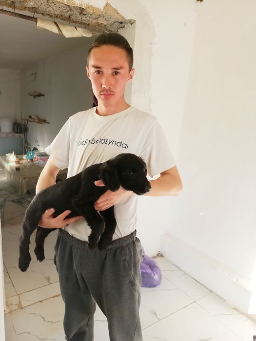 Шеньки Қырғыз Тайған