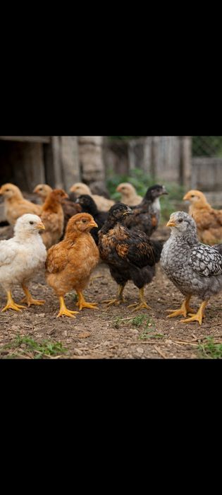 Пилета на един месец и 10дни