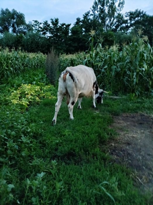 Vând vacă carne/ lapte