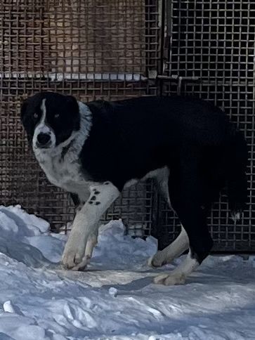 Девочка алабай с документами