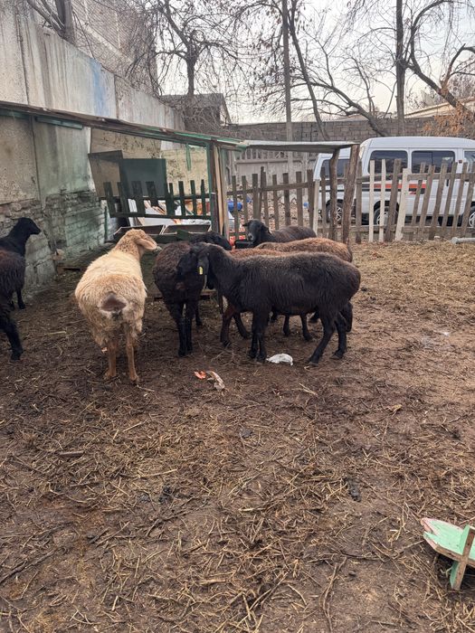 Продам барашков