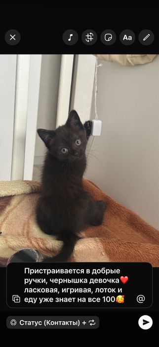 Котенок девочка бесплатно