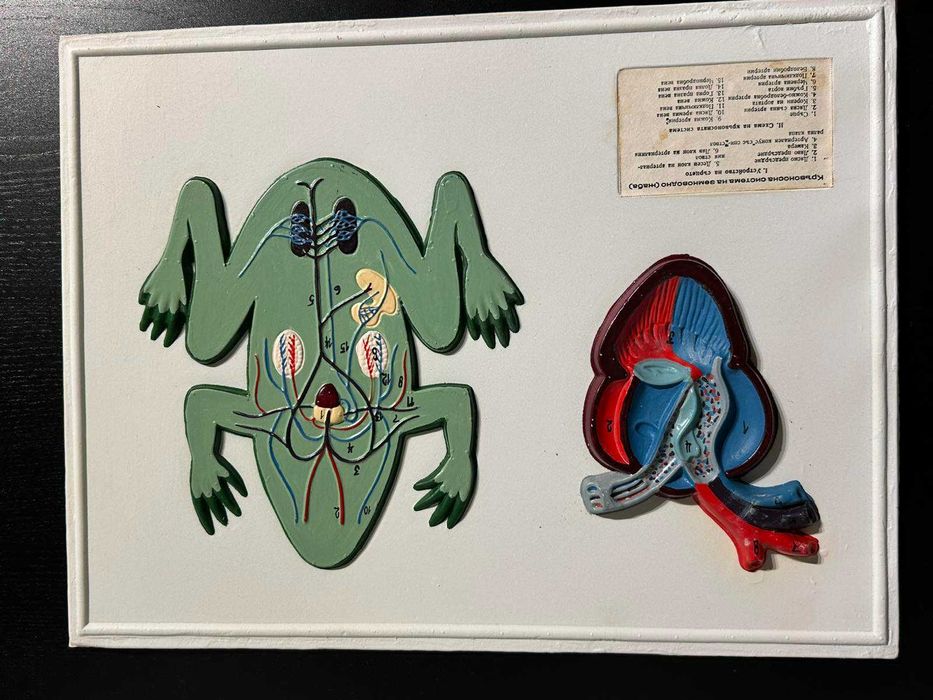 Соц Учебни Табла Помагала по Биология