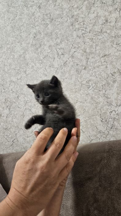 Котёнок девочка...