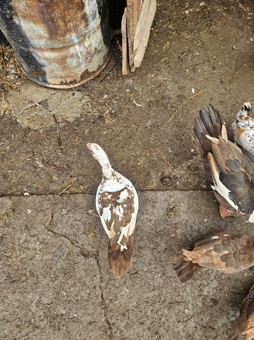 Rate mute ciocolatii