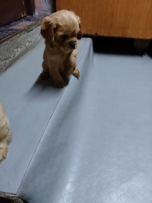 Продавам 2 кученца кокер шпаньол