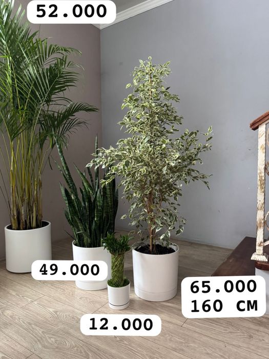 Фикус бенджамина Цветы для дома  озеленение