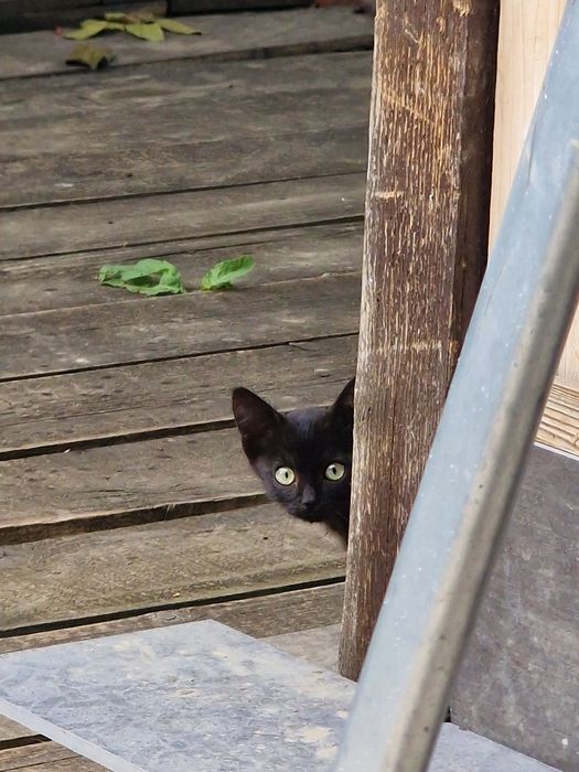 Adoptie  pisicute  negre