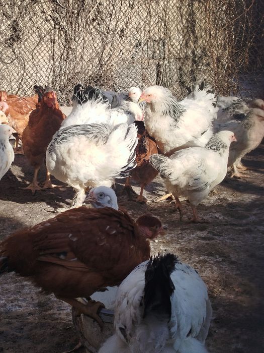 Продам или обменяю