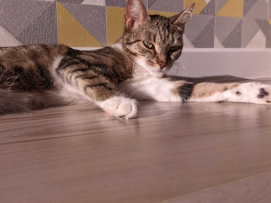 Отдадим в хорошие руки