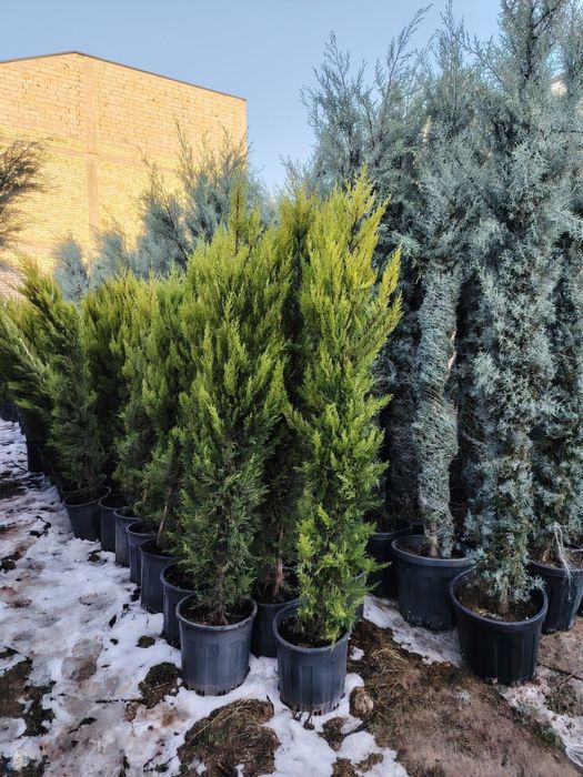 Кипарис kipar аризонский маржвеник туя голт туя  крим сасна арча archa