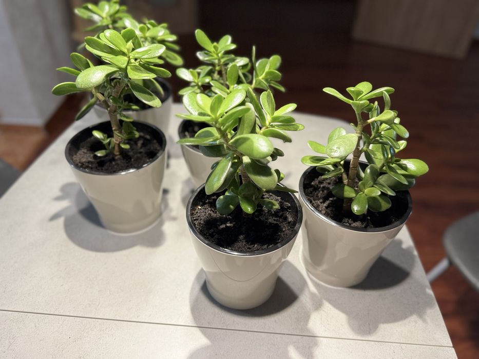 Денежное дерево(толстянка)