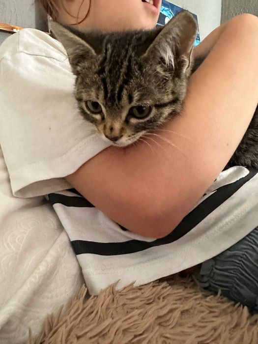 Кошечка ищет дом