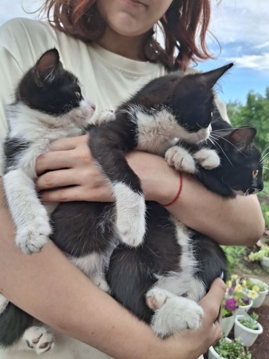 Отдам в добрые руки.Подкинули на дачу.