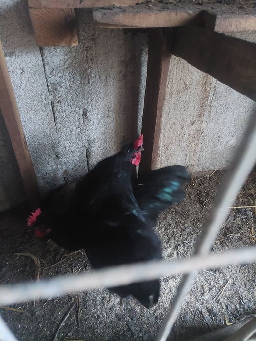 Cocosi tineri foarte frumosi