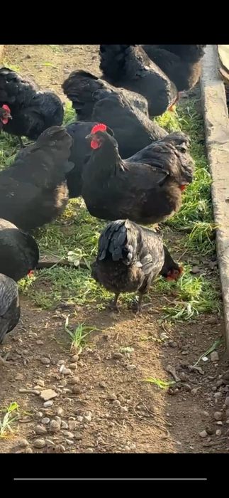 Avstraloʻp ruminiya tovuq tuxumlariga zakaz olamiz