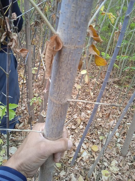 Каталпа, Ясин, клён, япон сафураси  акатсия , каштан кучатлари