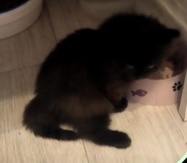 Отдам даром котенка