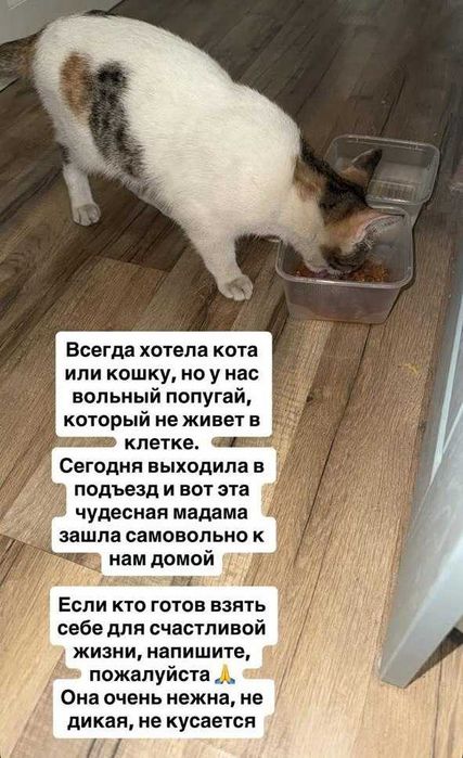 Отдам для счастливого проживания