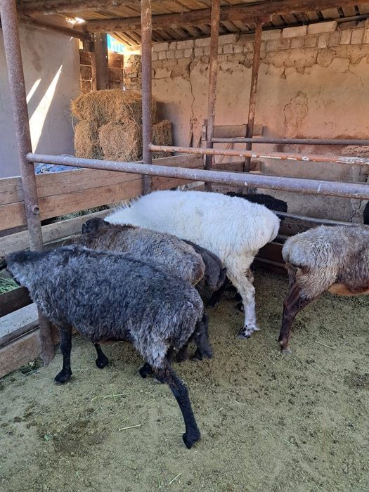 Қолда бағылған қойлар,тоқтылар сатылады