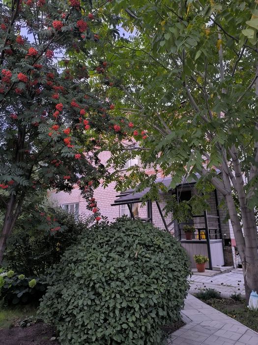 Продам саженец рябины обыкновенной