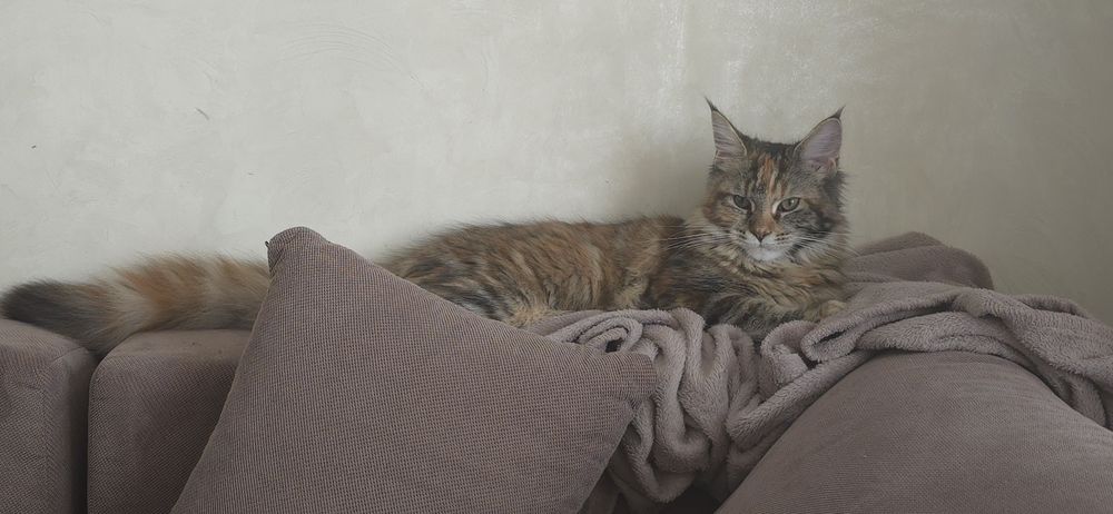 Котенце Мейн Куун