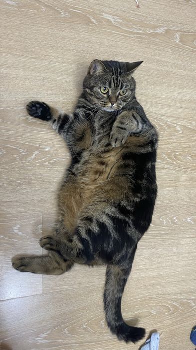 Отдам в хорошие руки