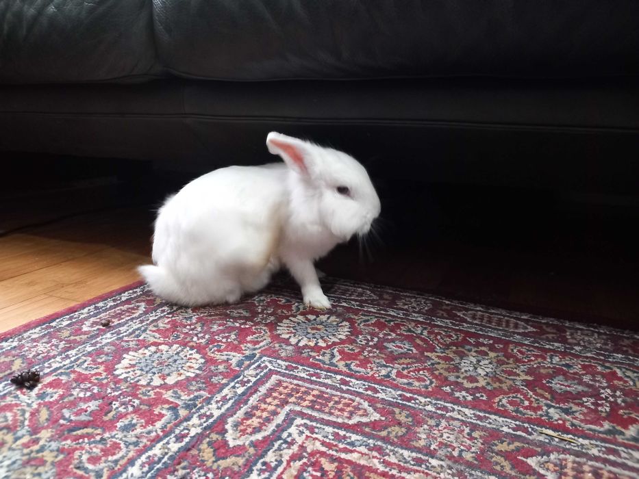 vand iepuri pui ,rasa pitica de 8 saptamani