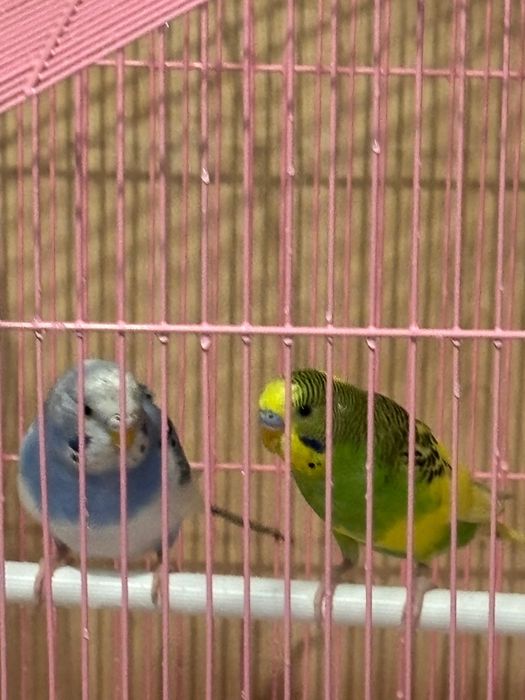 Продам попугаев  мальчик и девочка
