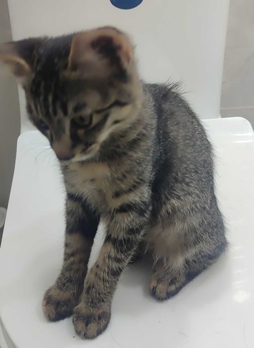 Котёночки в хорошие руки