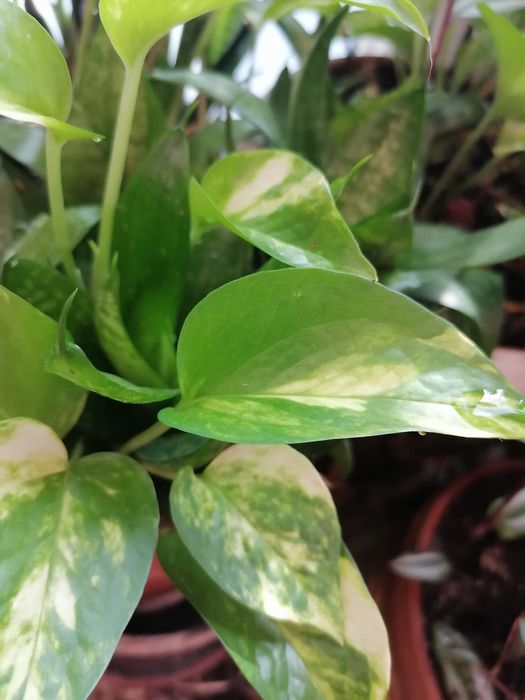 Хавортия, замиокулькас, сциндапсус