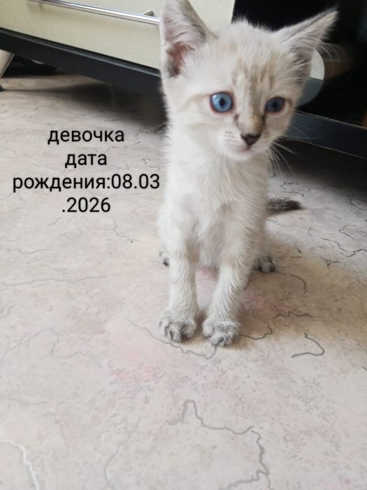 Отдам красивых котят