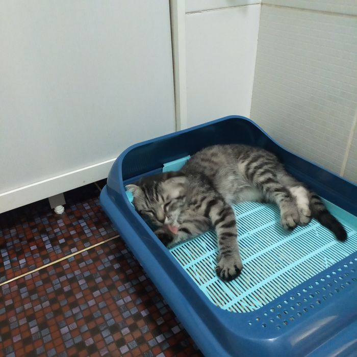 Шотландский вислоухий