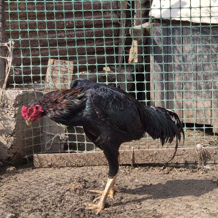 Петух бойцовый    .  .