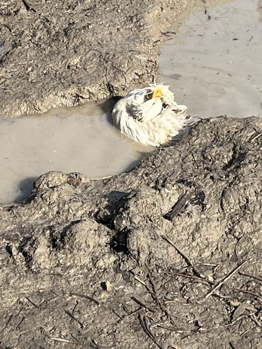 Urdak sotiladi samarqand dan man