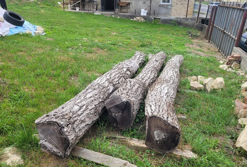 Trunchi nuc de vanzare