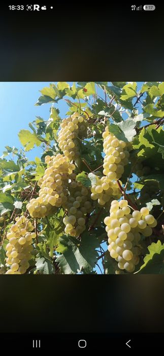 Vănd struguri de vin să transportă la domiciliul clientului