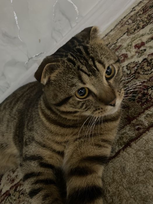 Отдам кота даром