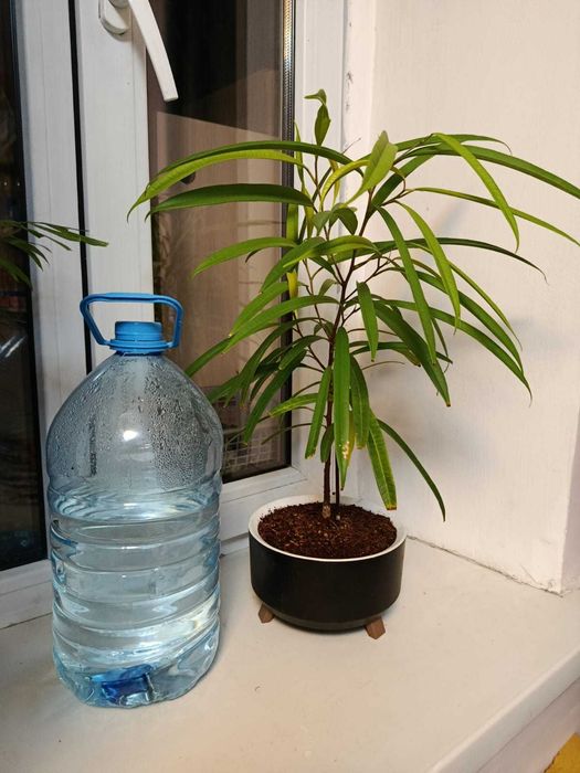 Разные комнатные цветы