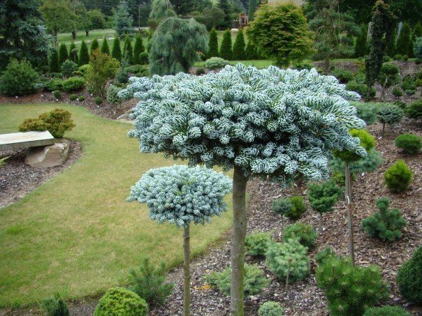 Ель голубая с доставкой