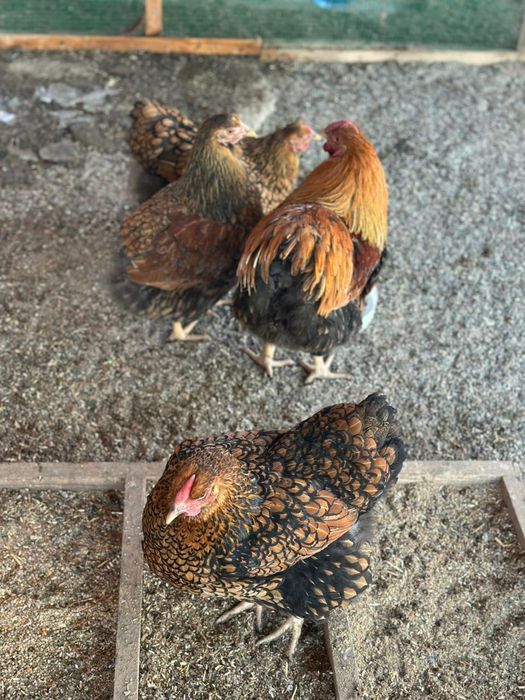 Виандот чёрное золото