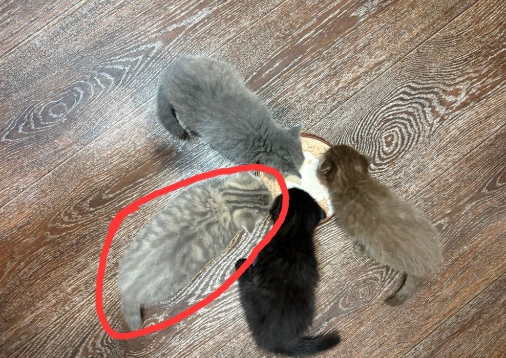 Продается котенок,мальчик шотландец