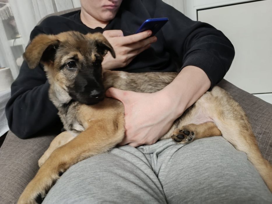 Щенок на пристройство