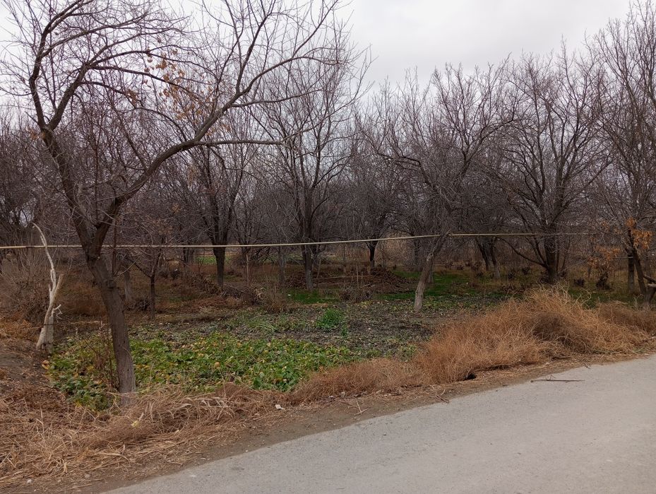 Oʻtin sotiladi arzon narxda